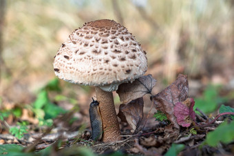 虫纲的茎的蘑菇鼻涕虫吃蘑菇鼻涕虫吃蘑菇虫纲的茎的蘑菇