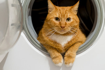 美丽的国内红色的猫红色的猫洗机的猫清洁健康的培养红色的猫洗机美丽的国内红色的猫的猫清洁健康的培养