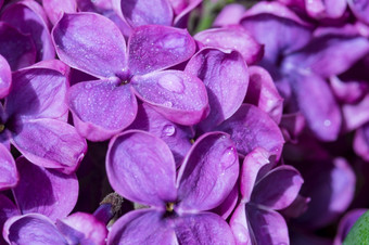 滴花紫丁香特写镜头花朵紫丁香紫色的花紫丁香特写镜头花朵紫丁香紫色的花滴花