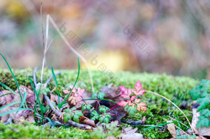 粉红色的叶秋天景观泛黄草的森林太阳神经-散景秋天景观粉红色的叶泛黄草的森林太阳神经-散景