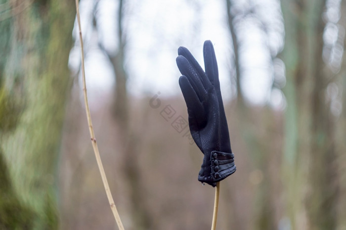 手套分支的失去了手套黑色的手套的森林的失图片