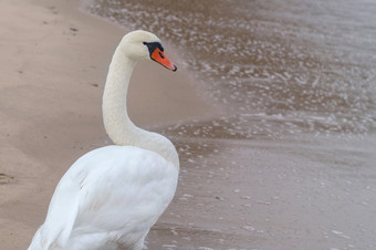白色天鹅天鹅的海白色鸟的背景的沙子天鹅的海白色鸟的背景的沙子白色天鹅