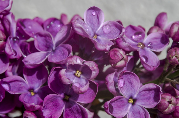滴花紫丁香特写镜头花朵紫丁香紫色的花紫丁香特写镜头花朵紫丁香紫色的花滴花