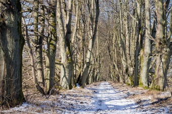 森林路的雪早期春天的森林春天的公园早期春天的森林春天的公园森林路的雪