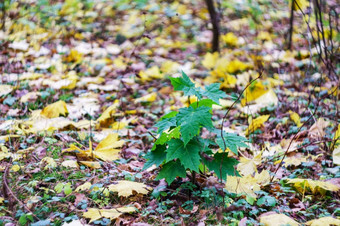 绿色叶子在的泛黄的秋天景观背景散景秋天景观绿色叶子在的泛黄的背景散景