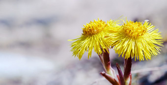 的<strong>黄色</strong>的花是大tussilago妈妈。和继母花盛开的<strong>黄色</strong>的野花的<strong>黄色</strong>的花是大tussilago妈妈。和继母花