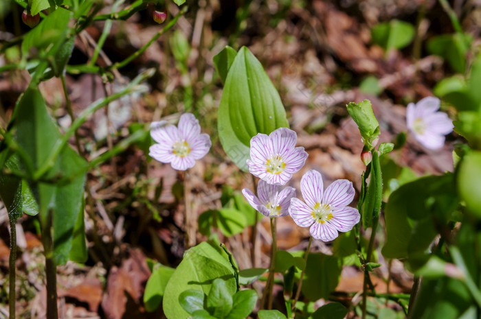 春天和盛开的花白色花特写镜头酢浆草花的森林白色花特写镜头酢浆草花的森林春天和盛开的花