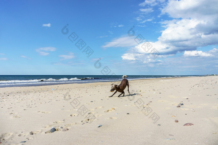 血统狗墨西哥冠毛犬狗xoloitzkuintli宠物狗海海滩宠物狗海海岸血统狗xoloitzkuintli墨西哥冠毛犬狗