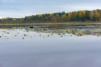 的秋天森林反映了的湖的天鹅家庭游泳的森林储层的天鹅家庭游泳的森林储层的秋天森林反映了的湖