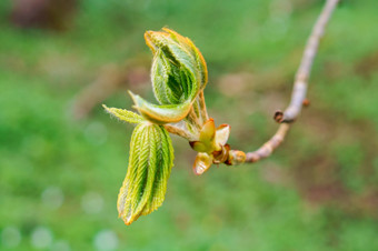 年轻的发芽栗叶子春天发芽栗春天发芽栗年轻的发芽栗叶子