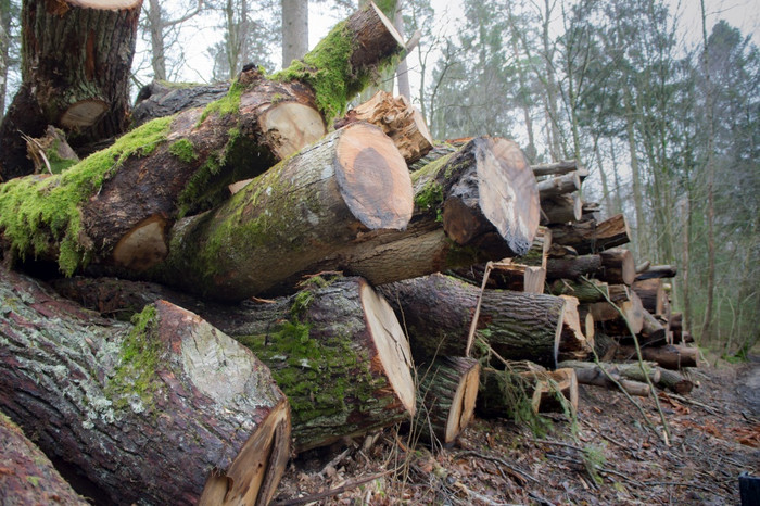 砍伐树堆栈日志从砍伐树树干日志从砍伐树树干砍伐树堆栈