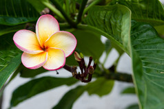 滴plumeria花后的雨焦点花