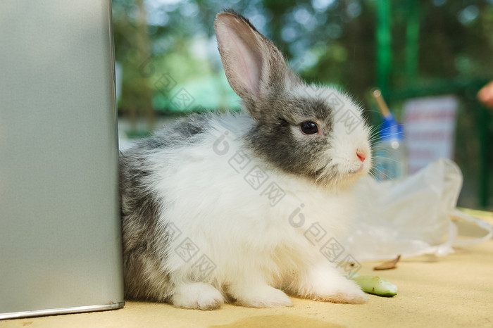 可爱的兔子坐的表格