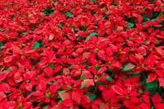 红色的一品红布什花园