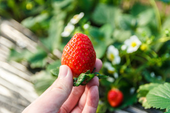 草莓手与草莓植物草莓手与草莓植物背景