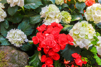 布什红色的和白色秋海棠属植物布什红色的和白色秋海棠属植物花