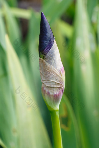 巴德虹膜花花园巴德紫色的虹膜花花园在春天