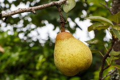 梨成熟梨树果园在夏天