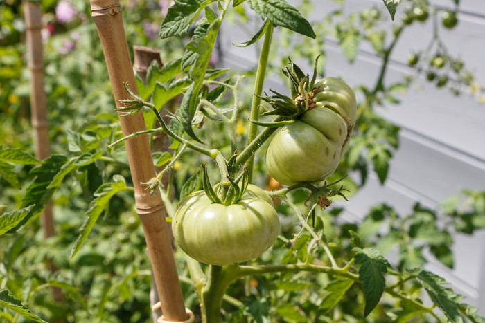 绿色西红柿成熟果园在夏天