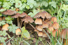 闪闪发光的inkcap蘑菇的草花园在秋天