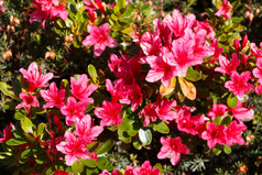 粉红色的杜鹃花花花园在春天