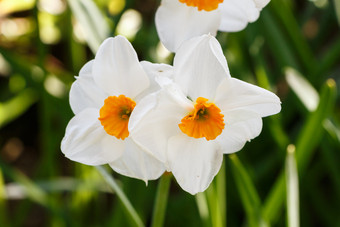 白色水仙花花花园在春天