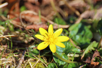 黄色的花pilewort花园在春天