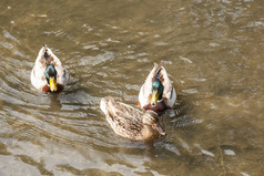 三个野鸭鸭子游泳河