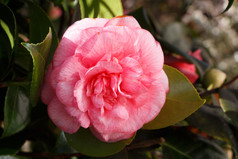 粉红色的花山茶花花园在冬天