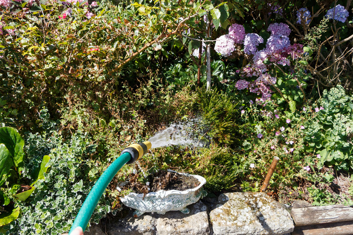浇水植物与花园软管在夏天图片