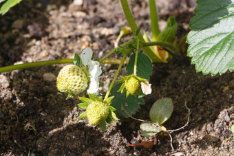 小草莓成熟蔬菜花园在春天