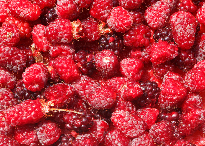 背景新鲜的树莓后收获在夏天