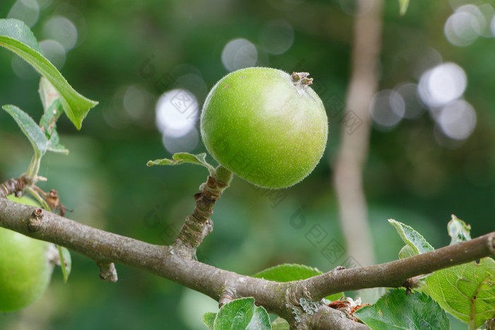 绿色苹果成熟苹果树果园在夏天
