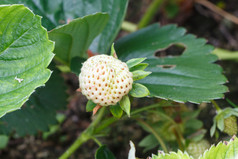 小白色草莓成熟蔬菜花园在春天