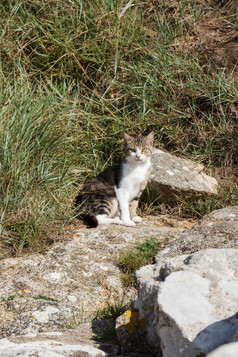 虎斑猫坐着石头花园