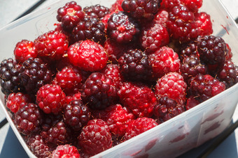 <strong>树莓</strong>塑料盒子后收获蔬菜花园布列塔尼