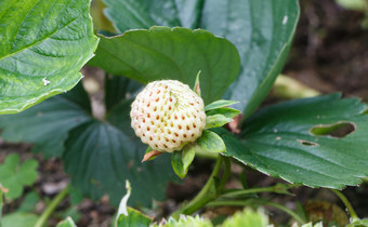 白色小草莓成熟蔬菜花园在夏天