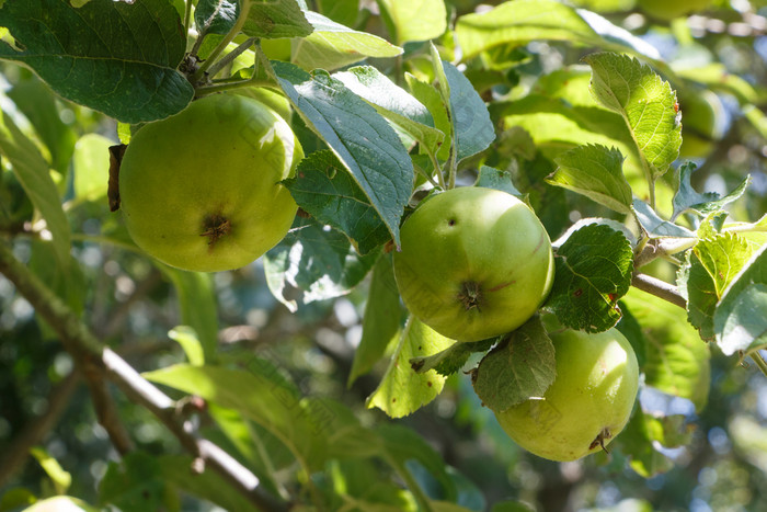 绿色苹果成熟苹果树果园