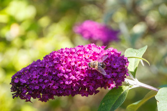 花蝴蝶布什和蜜蜂花园在夏天