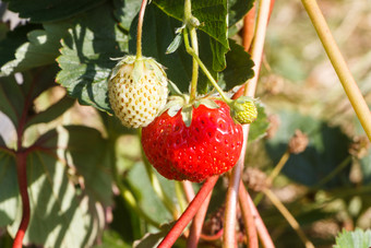 <strong>小草</strong>莓成熟蔬菜花园在夏天