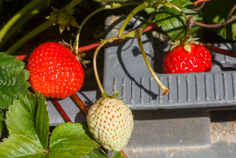 小草莓成熟蔬菜花园在夏天