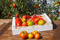 西红柿木箱后收获蔬菜花园