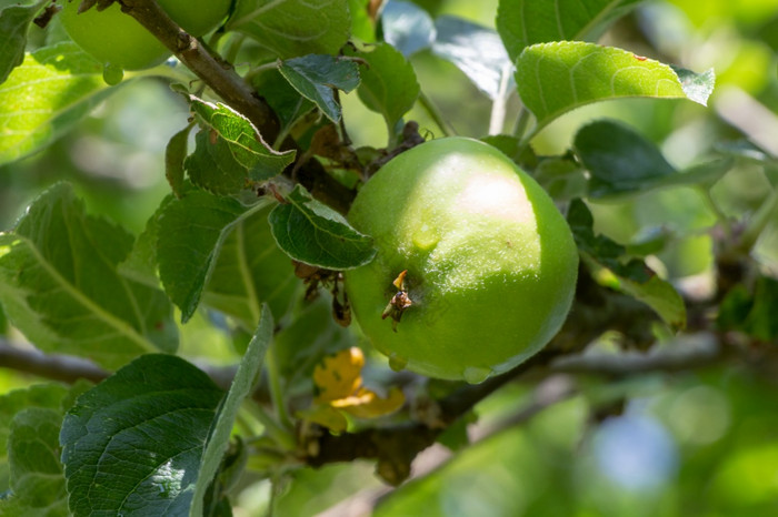 苹果成熟苹果树果园在夏天