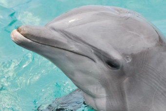 海豚的池的头和的脸海豚海豚的池头和的脸海豚