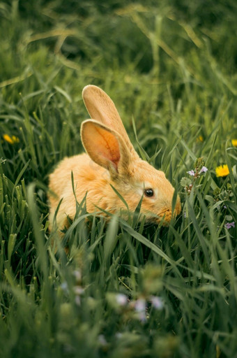 红色的兔子的草的花小兔子红色的兔子的草的花小兔子