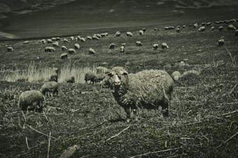 羊吃草山谷山牧场为羊牛群羊吃草山谷山牧场为羊牛群