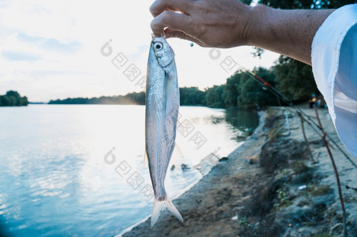 的渔夫抓住了鱼的河与钓鱼杆鱼的渔夫rsquo手泰斯费舍曼抓住了鱼的河与钓鱼杆鱼