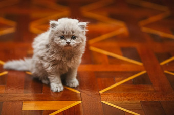 灰色毛茸茸的小猫的地板上宠物小猫灰色毛茸茸的小猫的地板上宠物小猫