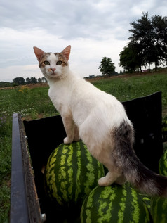 的猫爬上的西瓜猫走西瓜卡车猫爬上的西瓜猫走西瓜卡车