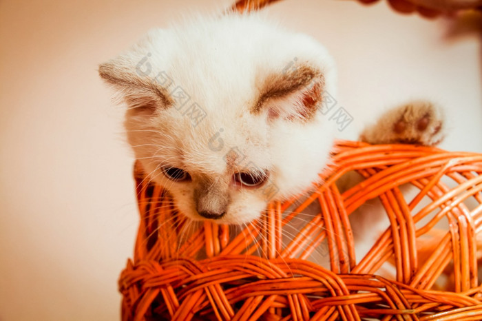 小猫橙色篮子小猫涉猎和攀爬到处都是小猫橙色篮子
